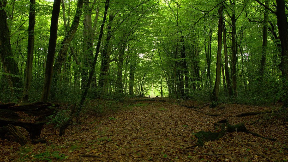 A tranquil forest path surrounded by vibrant green trees and moss, perfect for nature lovers and tranquility seekers