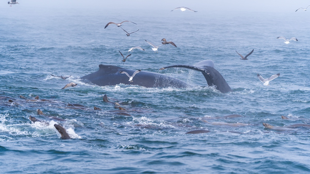 Whale tail emerges in Santa Cruz ocean, surrounded by lively marine life and seagulls