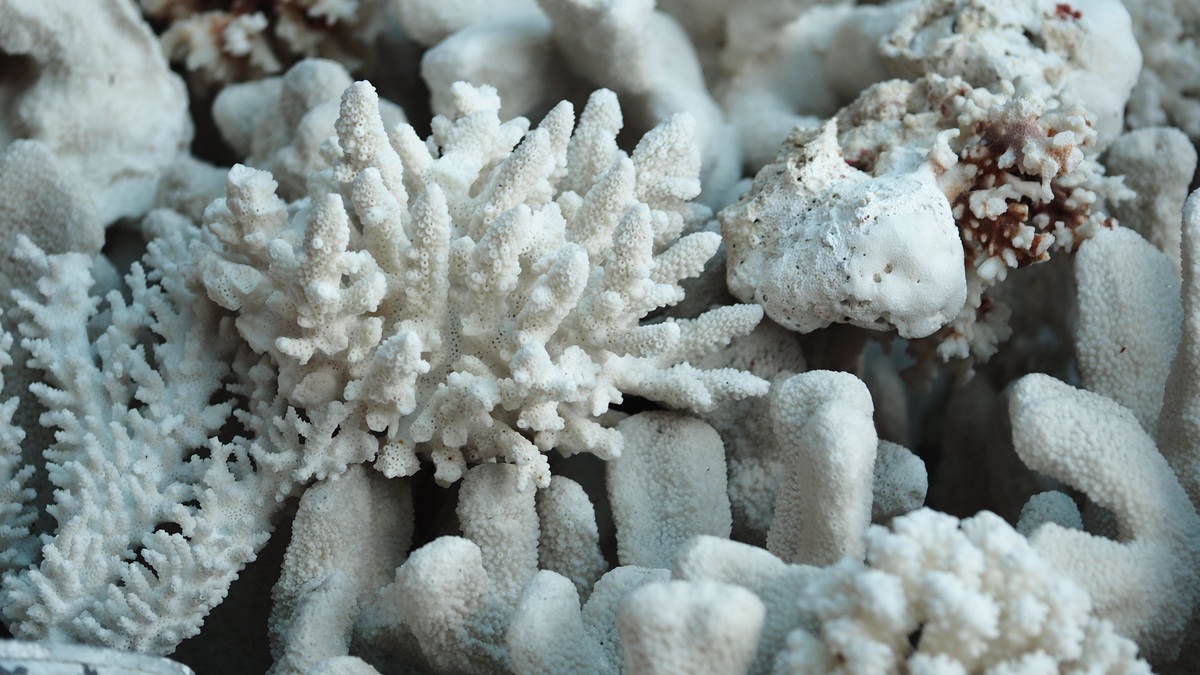 White_bleached_coral_reef