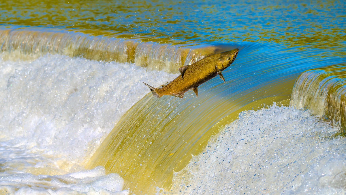 A salmon leaping over a river barrier