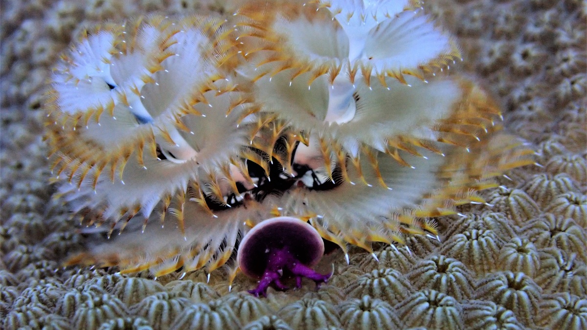 Christmas_tree_worms_on_a_coral_reef