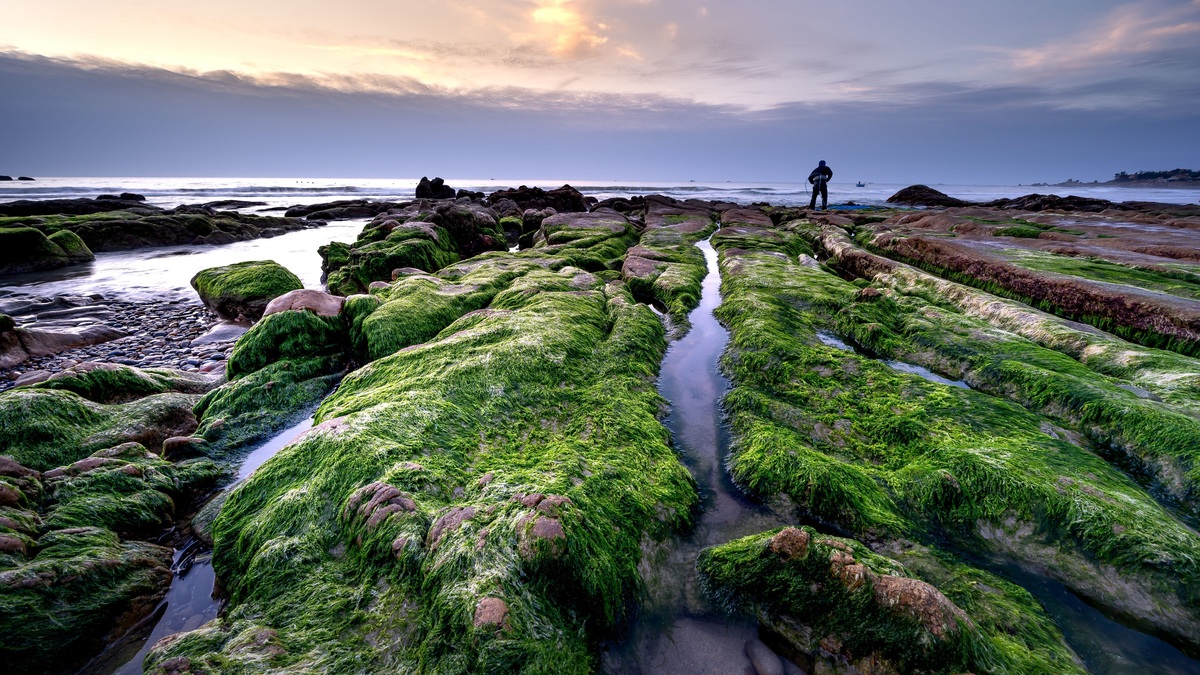 Explore a serene coastal scene with lush green algae-covered rocks under a dramatic sky