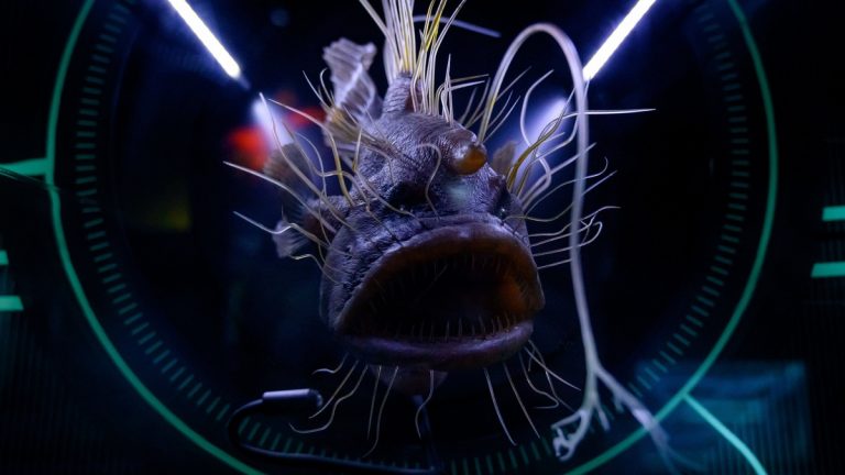 Dramatic close-up of a hairy anglerfish in an aquarium exhibition, emphasizing sea life