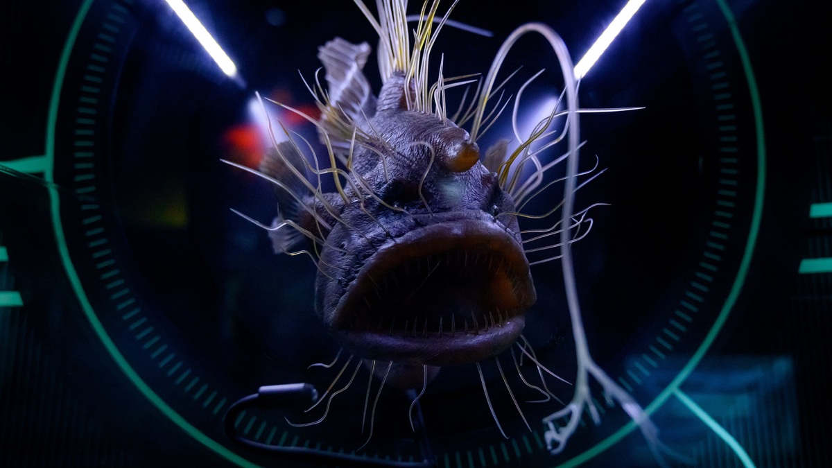 Dramatic close-up of a hairy anglerfish in an aquarium exhibition, emphasizing sea life