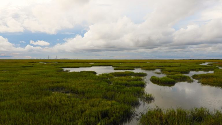 Explore the lush wetlands of Jekyll Island, Georgia, showcasing serene marsh landscapes