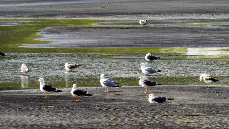 A group of seagulls relaxing on a coastal wetland during low tide, with water pools and sandy ridges