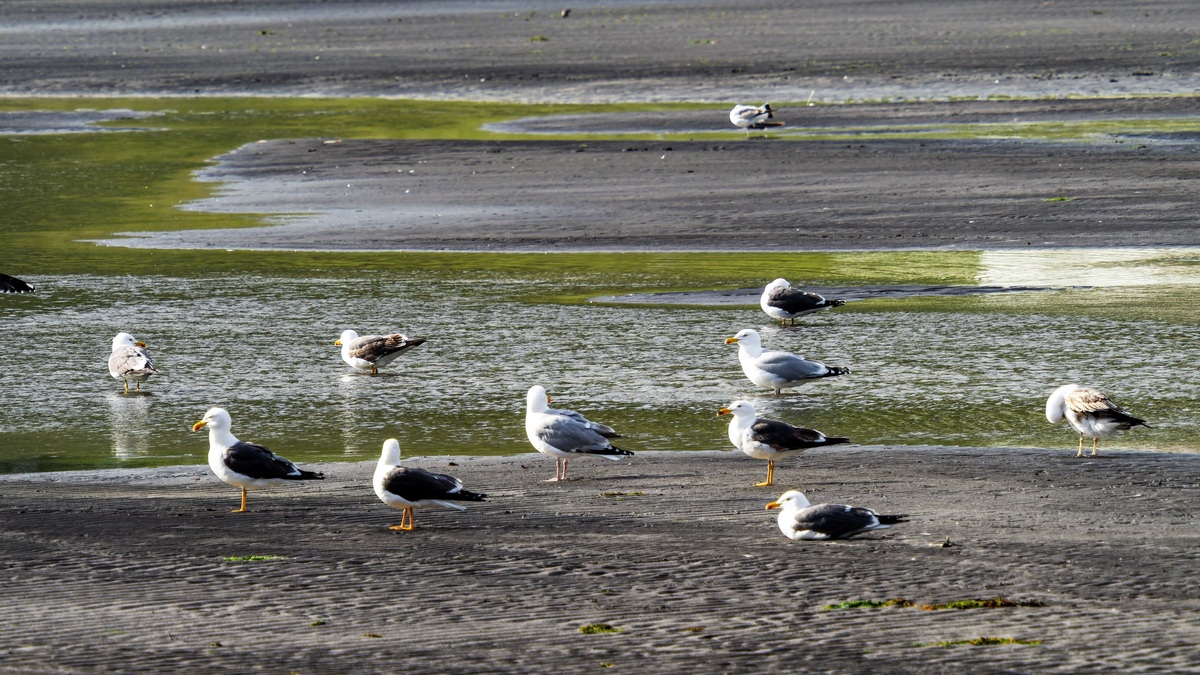 A group of seagulls relaxing on a coastal wetland during low tide, with water pools and sandy ridges