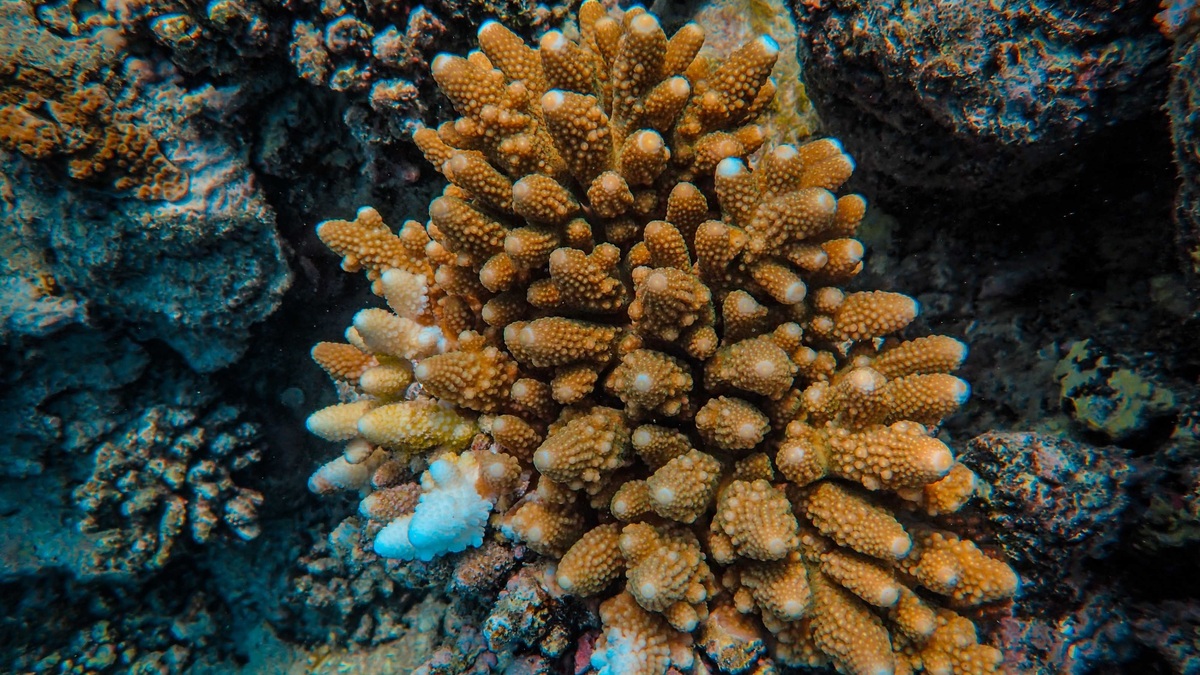 Detailed close-up of colorful coral reef in the ocean, showcasing marine biodiversity